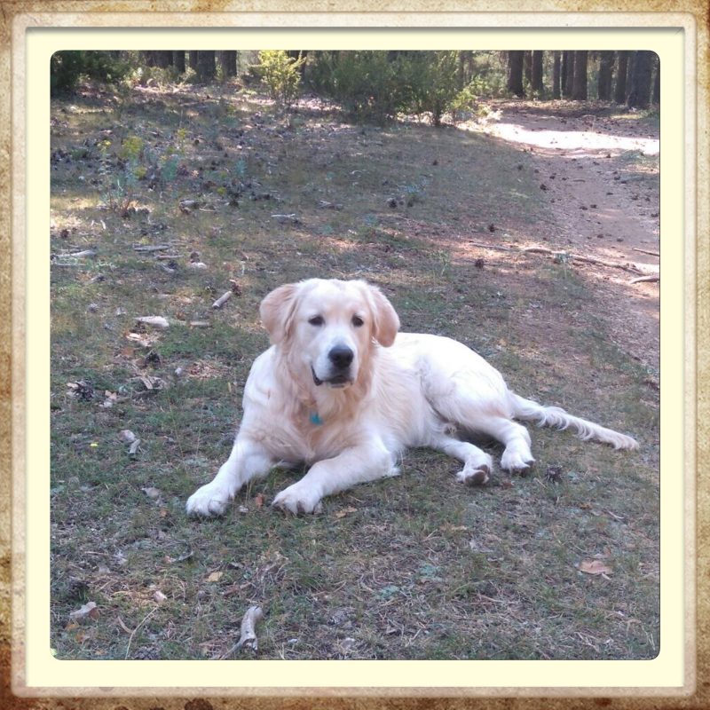 Criadero labrador y Golden Criadero Labrador y Golden Retrievers