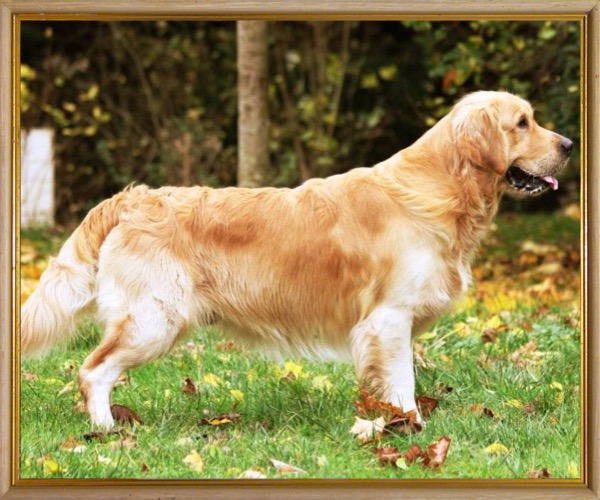 Criadero de Golden Criadero Labrador y Retrievers